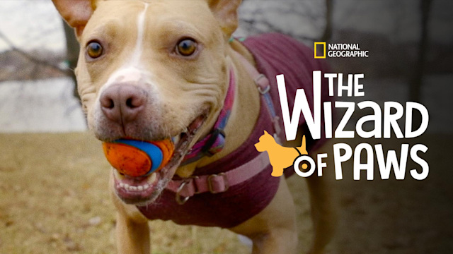 The Wizard Of Paws Reality TV Series Nonton Semua Episode Terbaru