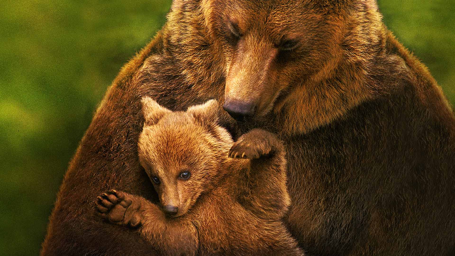 Disneynature Bears Disney