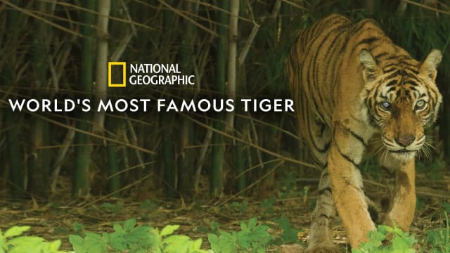 The World's Most Famous Tiger Full Movie, Watch The World 