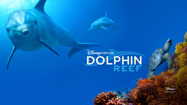 Disneynature: Dolphin Reef full Film. English Wildlife on Disney+ ...