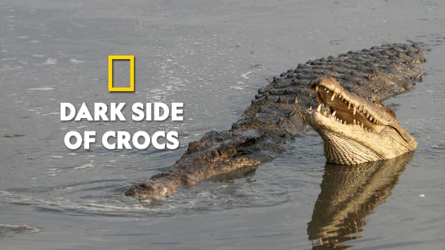 Watch Dark Side of Crocs Full Movie, English Wildlife Movies in HD on ...