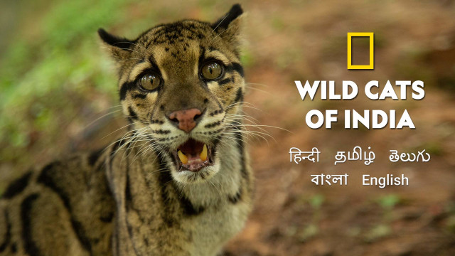 Wild Cats Of India - Disney+ Hotstar