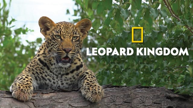 Leopard Kingdom - Disney+ Hotstar