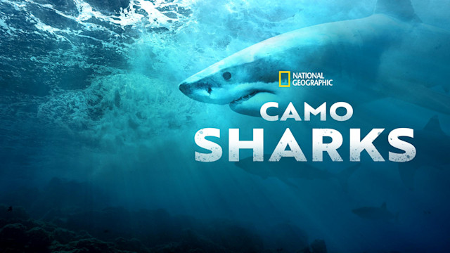 Camo Sharks - Trailer - Disney+ Hotstar