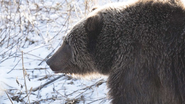 Grizzly Battleground (Full Episode)  Alaska's Grizzly Gauntlet 