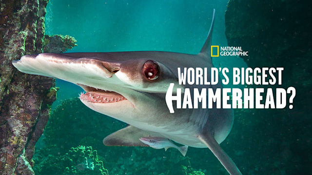 World's Biggest Hammerhead? full movie. Documentary film di Disney+