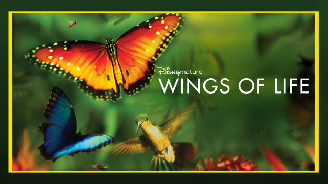 Wings Of Life Disney Hotstar Vip