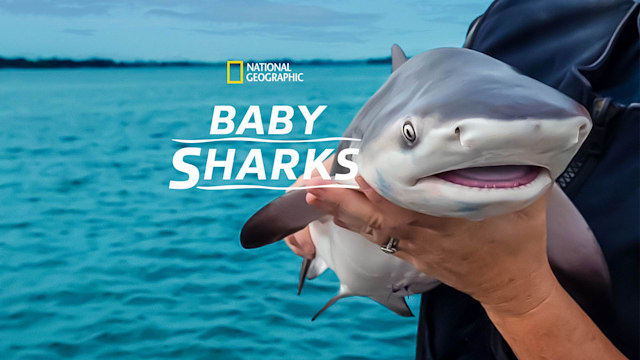 Baby Sharks - Trailer - Disney+ Hotstar