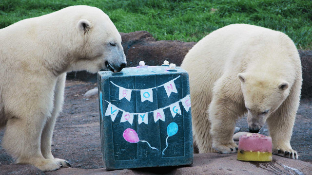 Nonton Secrets Of The Zoo Season 2 Episode 6 Polar Bear Palooza Di Disney Hotstar