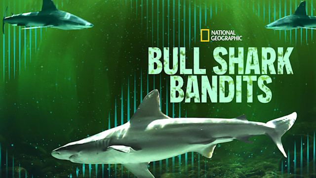 Bull Shark Bandits - Disney+ Hotstar