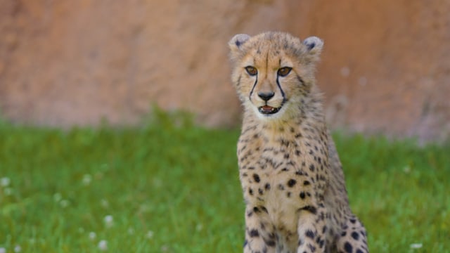 Nonton Secrets of the Zoo Season 5 Episode 8 - A Giraffe is Born di