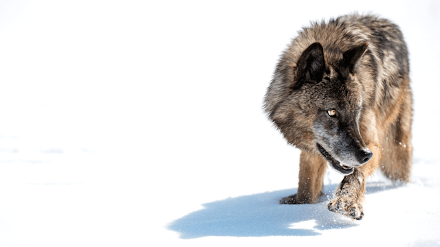 Nonton Wild Yellowstone Season 1 Episode 1 - The Frozen Frontier di