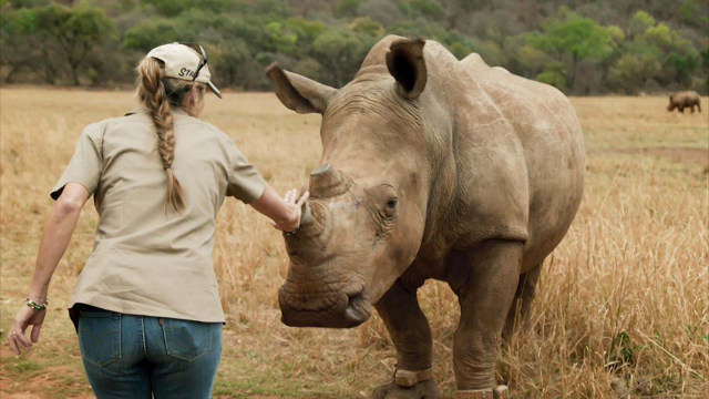 Watch Save This Rhino Season 2 Episode 1 on Disney+ Hotstar