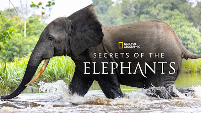 Watch a clip from Secrets of the Elephants - Trailer on Disney+ Hotstar