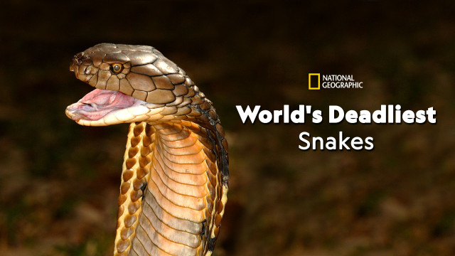 World's Deadliest Snakes, Documentary Tv Series - Nonton Semua Episode 