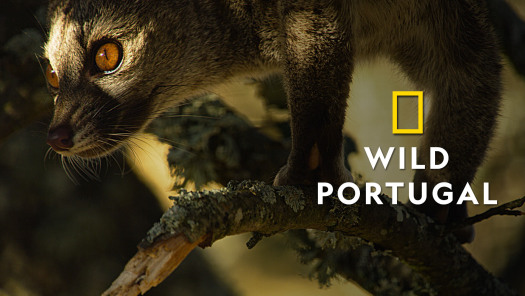 Wild Portugal - Disney+ Hotstar