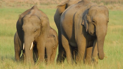 Animals Gone Wild With Jaaved Jaaferi Disney Hotstar