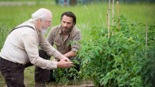 Stream The Walking Dead Season 4
