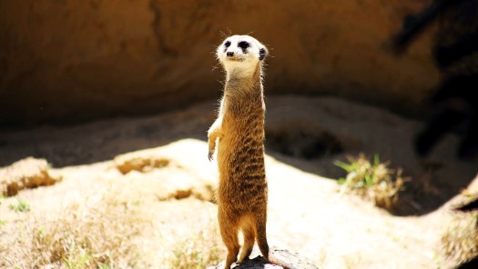 Secrets Of The Zoo Tampa Documentary Tv Series Full Episode Online Nonton Semua Episode Terbaru Di Disney Hotstar