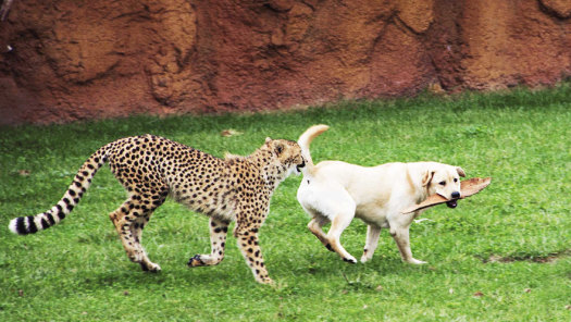 Nonton Secrets Of The Zoo Terbaru Episodes Online On Disney Hotstar