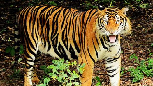 Animals Gone Wild With Jaaved Jaaferi Disney Hotstar