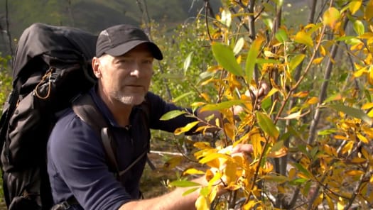 Grizzly Battleground (Full Episode)  Alaska's Grizzly Gauntlet 