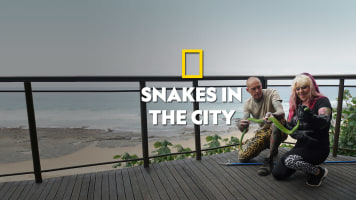 Snakes In The City