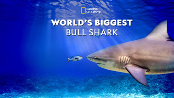 World's Biggest Bullshark