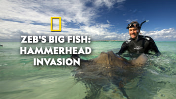 Zeb's Big Fish: Hammerhead Invasion