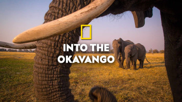 Into The Okavango