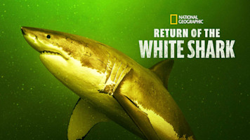 Return of the White Shark