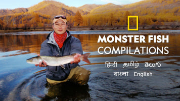 Monster Fish Compilations