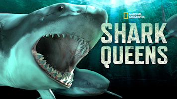 Shark Queens