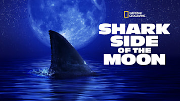 Shark Side of the Moon