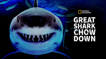Great Shark Chow Down