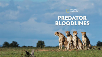 Predator Bloodlines