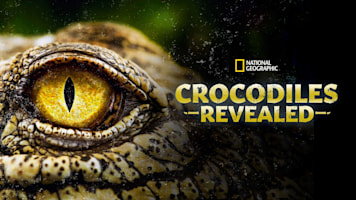 Crocodiles Revealed