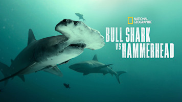 Bull Shark vs. Hammerhead - Disney+ Hotstar