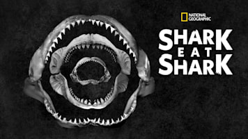Shark Eat Shark