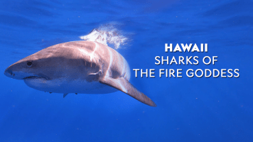 Hawaii: Sharks Of The Fire Goddess