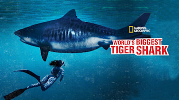 World’s Biggest Tiger Shark?