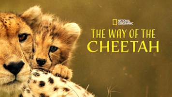The Way of the Cheetah