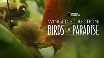 Winged Seduction: Birds of Paradise