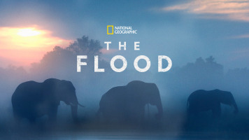 The Flood