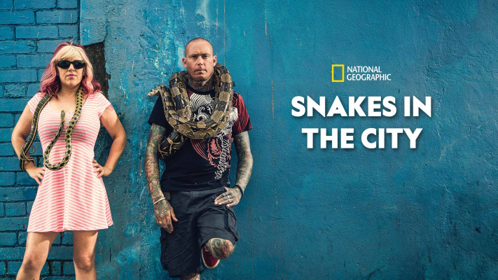 Snakes in the city