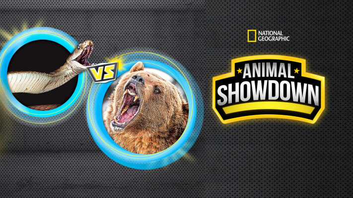 Animal Showdown, Documentary TV Series - Nonton Semua Episode Terbaru  Online di Hotstar