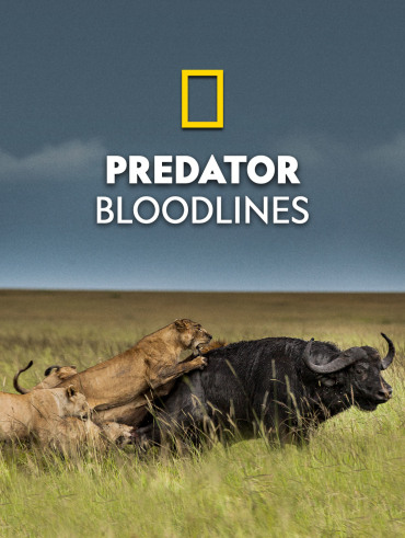 formula 1 hotstar live