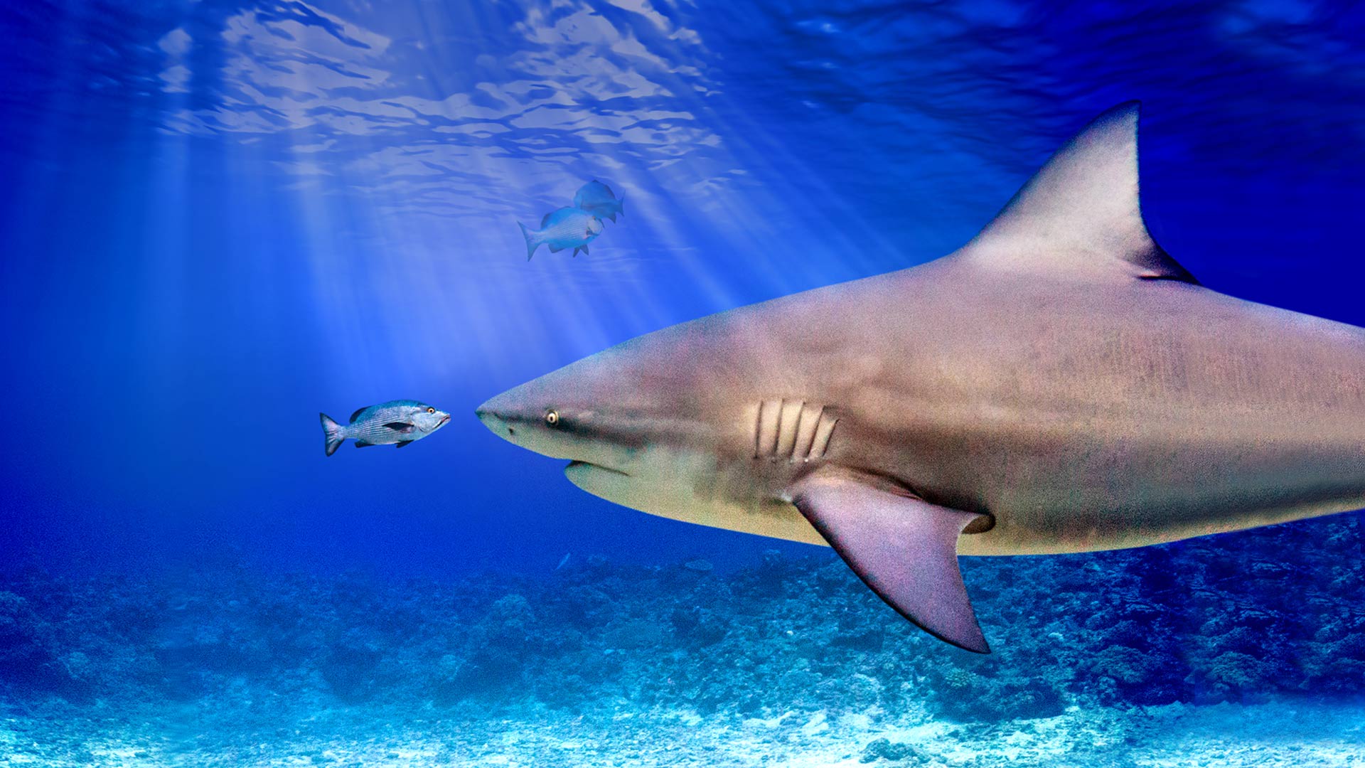 World's Biggest Bullshark - Disney+ Hotstar