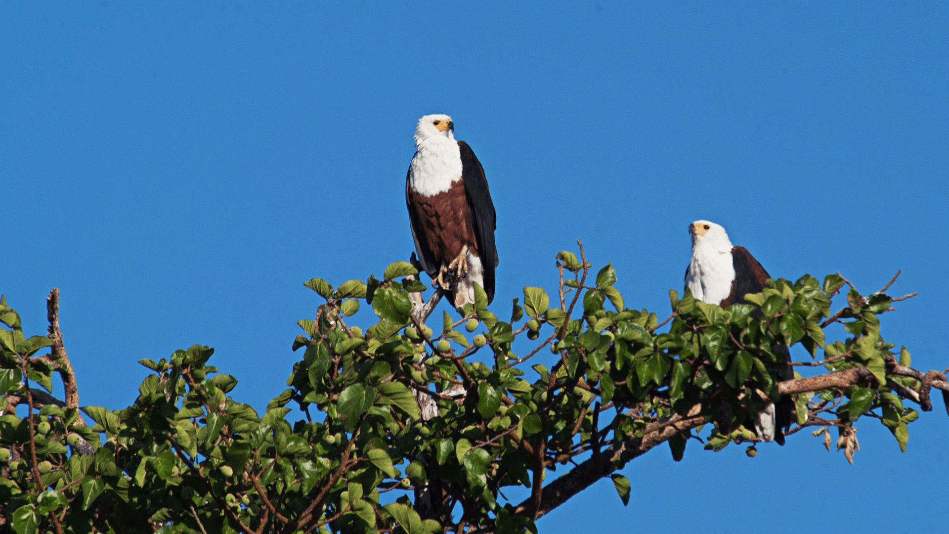 Watch Africa S Deadliest Episode 1 On Disney South Africa English