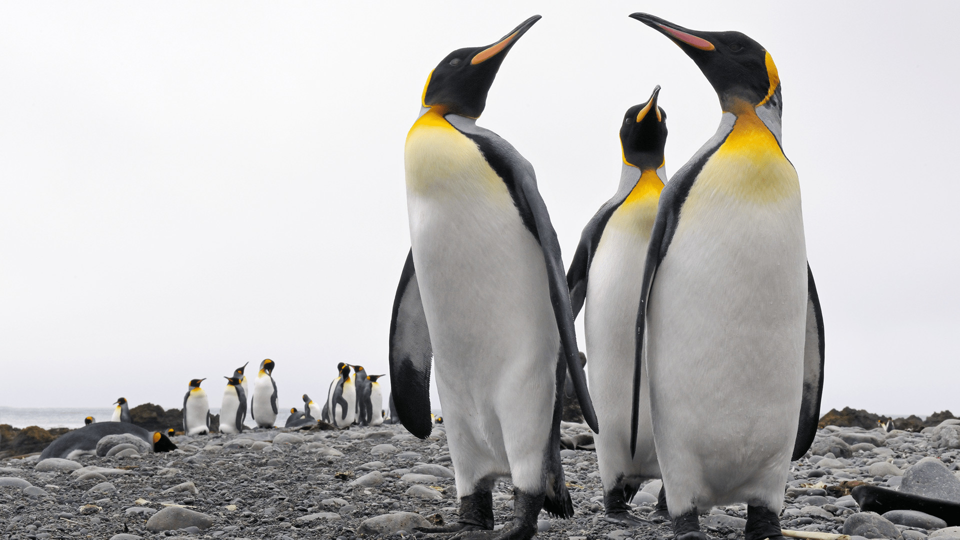 Watch Africa S Deadliest S3 Episode 2 On Disney